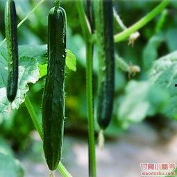 吃瓜公司的日常,揭秘日常生活中的趣味八卦  第2张